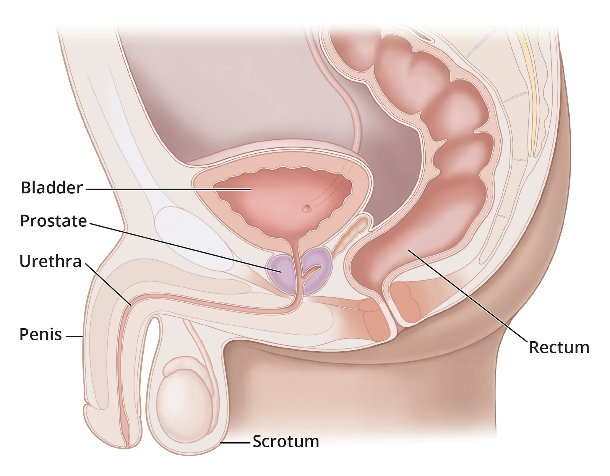 Clinical side cutaway of adult penile anatomy showing erectile tissue, urethra, blood vessels, and nerves.