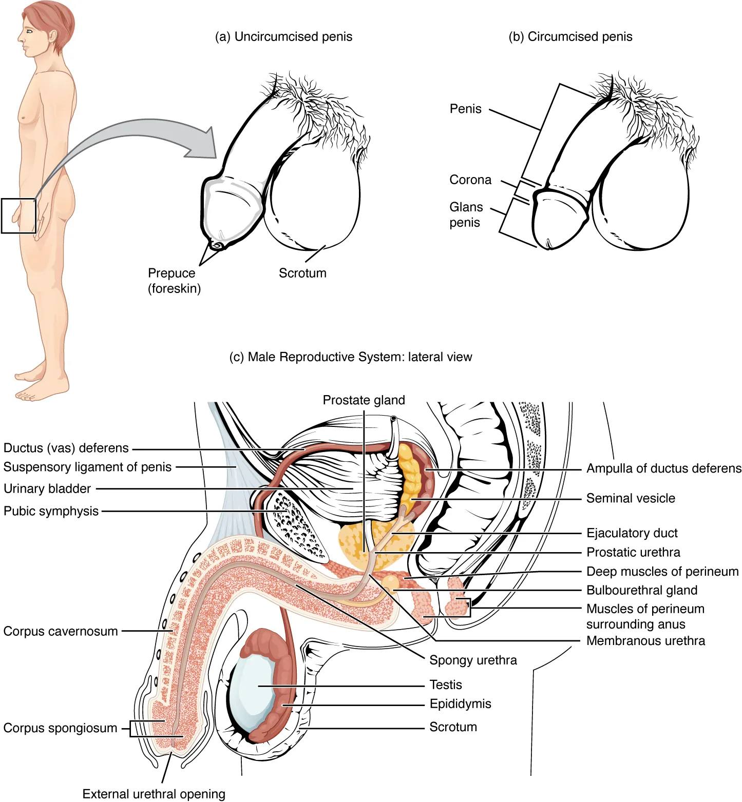 Clinical adult anatomy study showing several ordinary variations in skin tone, veins, foreskin coverage, and resting shape.